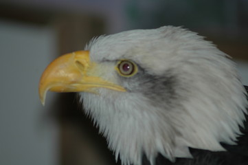 bald eagle