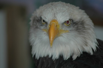 bald eagle
