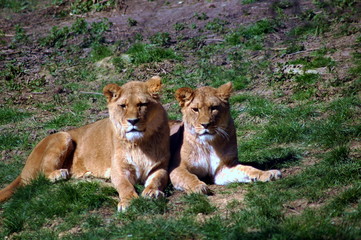 lion