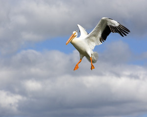 pelican