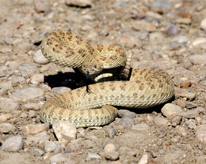 prairie rattlesnake
