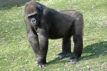 gorilla