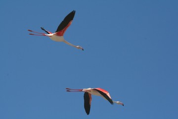 vol de flamant rose