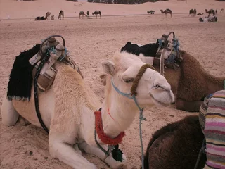 Foto auf Alu-Dibond Kamele in Algerien © Tom Galierik