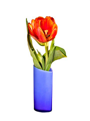 flowerses tulips in(to;at) blue vase on(upon) white background