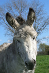 donkey
