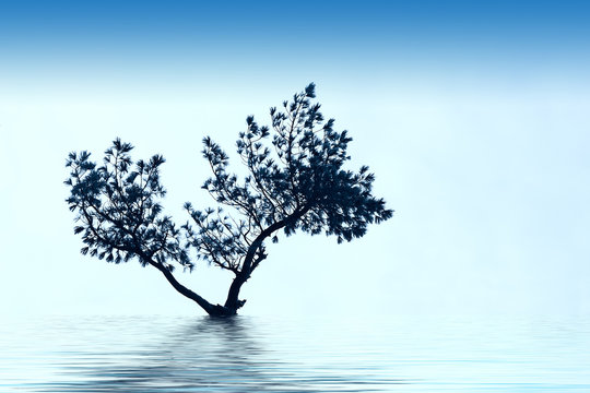 Alone Tree Grow Over Blue Sky On Stone