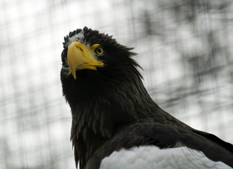 eagle