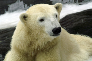 polar bear