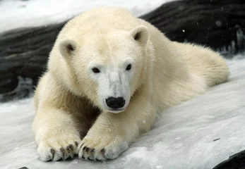 Printed kitchen splashbacks Icebear polar bear