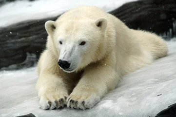 Crédence de cuisine en verre imprimé Ours polaire ours polaire