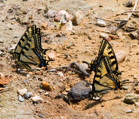 butterflies