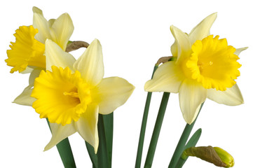 three daffodils