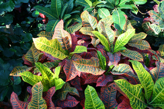 kroton leaves