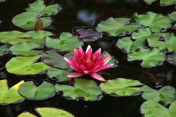  beautiful waterlily