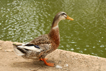 duck