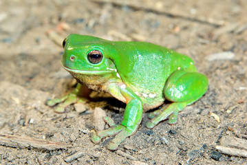 green tree frog