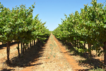 Fototapeta na wymiar grape vines in a row