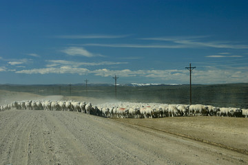 sheep moving across open range