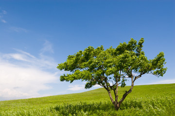 Fototapeta premium tree and wind