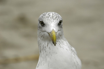 watching you