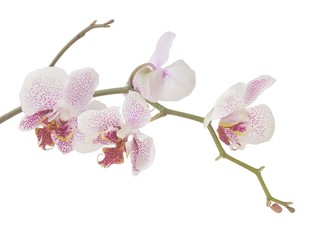 a twig of orchid with flowers