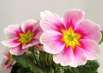 Fototapeta premium amaranthine primrose