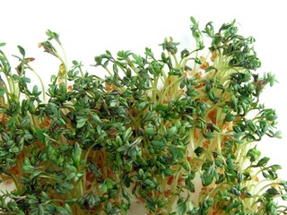 watercress seeds-leaves