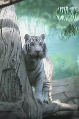 Tableaux ronds sur aluminium brossé Tigre tigre blanc