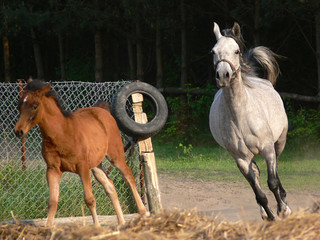 arabian horses running