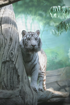 white tiger