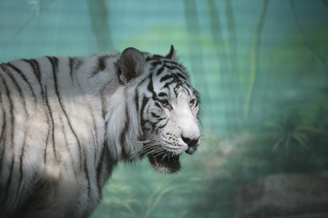 white tiger