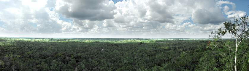 Obraz premium jungle au yucatan
