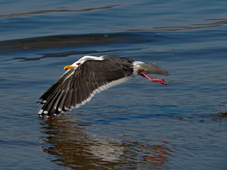 flying gull 3