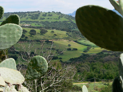 campagna sarda 1