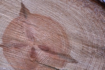 Naklejka premium jahresringe baum