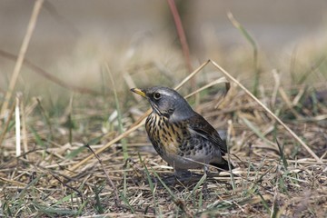 thrush