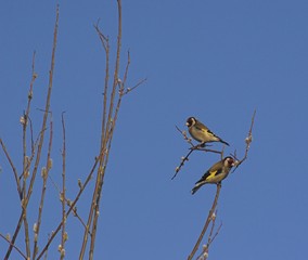 goldfinches
