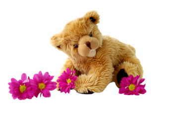 teddy and daisies