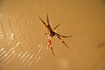Spider on its web
