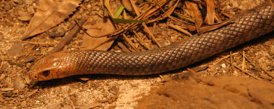 Snake