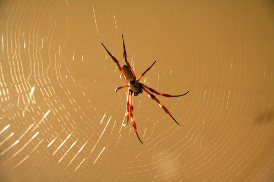 Spider on its web