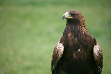 steinadler