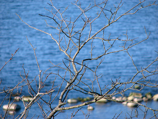 branches