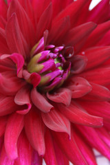 red dahlia