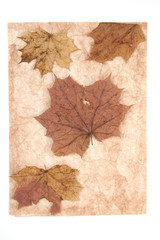 beige paper with maple leaves