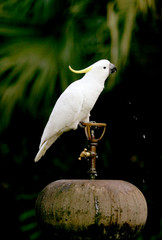 white cockatoo © Oksana Perkins