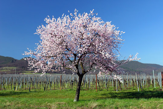 almond tree in full blossom