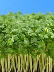 fresh green cress
