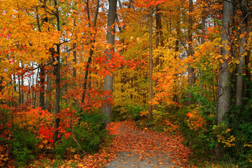 scenic autumn walk way